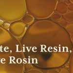 Live Resin Or Rosin – Which Is Right For You?